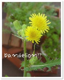 Dandelion