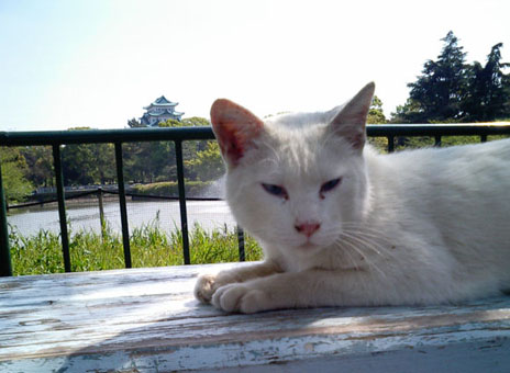なごや嬢ねこ