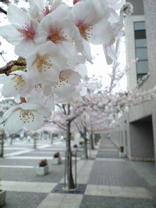 大分県立図書館の桜