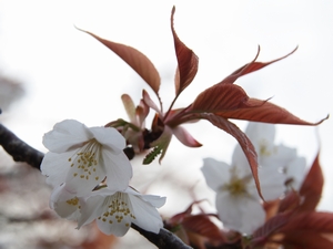 県民の森の桜園の山桜