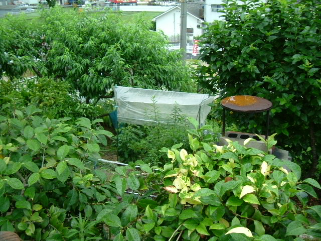 2009_0622画像0013.JPG