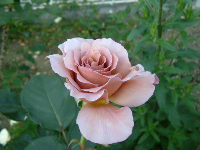 2009_0516画像0005.JPG