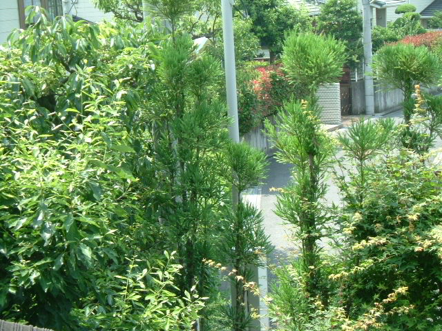 2009_0617画像0004.JPG