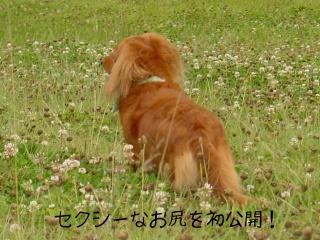 ぷりん06-14後ろ