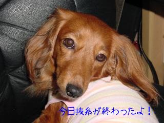 ぷりん抜糸