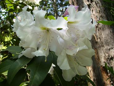 西洋石楠花「バンネスセンセーション」