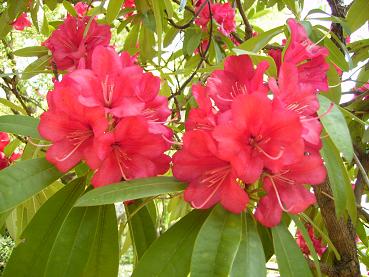 西洋石楠花「アイボリースカーレット」