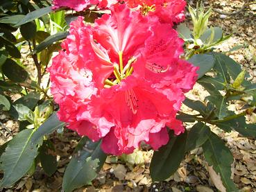 石楠花「マキターズフライズ」