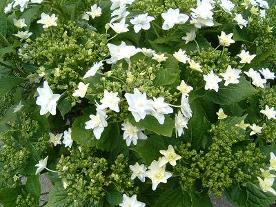 紫陽花「隅田の花火」