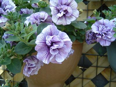 八重咲きペチュニア