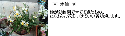 水仙