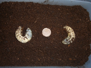 ティティウス幼虫