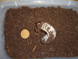 ヘラクレス・セプテントリオナリス幼虫