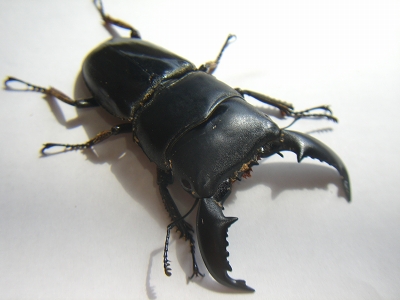 スマトラ　リアウ♂