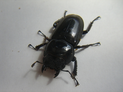 スマトラ　リアウ♀