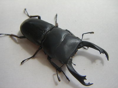 ライヒヒラタ♂