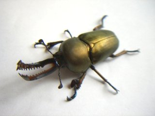 kuwagata6 020 編集後.JPG