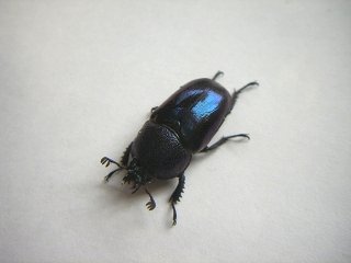 kuwagata6 021　編集後.JPG