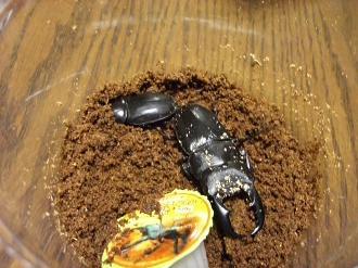 kuwagata5 012.jpg