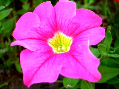 flower163pink.JPG