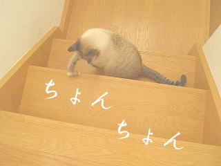 特にチビが好き