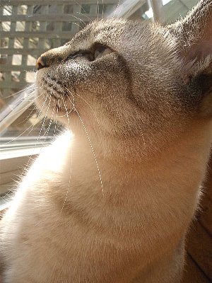 気持ちいいニャー