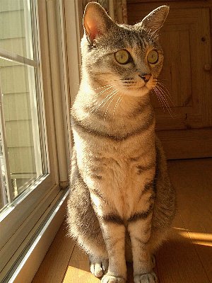 ぬくぬくだニャー