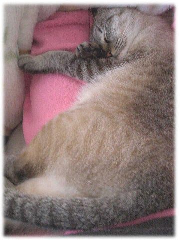 もぐりこんだチビ