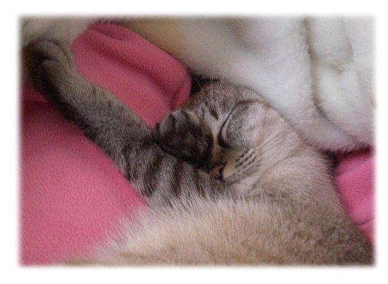 気持ち良さそうです