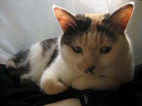 2006ﾆｬ-子04月 170.jpg