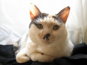 2006ﾆｬ-子04月 171.jpg