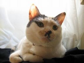 2006ﾆｬ-子04月 172.jpg