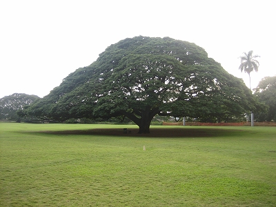 hawaiiこの木なんの木１.jpg