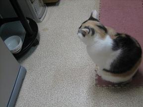 2007ﾆｬ-子10月 069.jpg