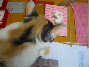 2006ﾆｬ-子08月 034.jpg