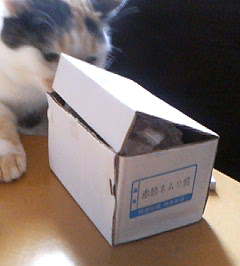 2006 ネムリ猫１.jpg