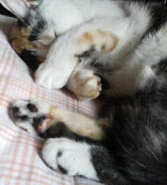 2005ﾆｬｰ子(携) 153.jpg