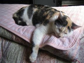 2005.ﾆｬｰ子 126.jpg