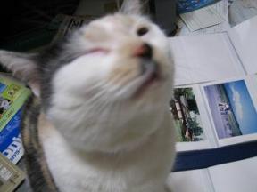 2006ﾆｬ-子0４月 356.jpg