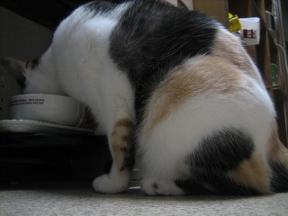 2007ﾆｬ-子10月 354.jpg