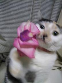 2006ﾆｬ-子05月 523.jpg