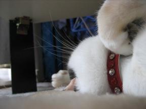 2007ﾆｬ-子12月 095.jpg