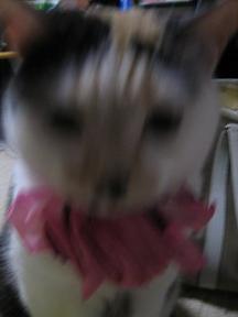 2006ﾆｬ-子05月 527.jpg
