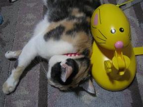 ｚｚｚｚｚ…