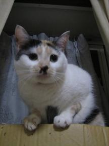 2006ﾆｬ-子05月 394.jpg