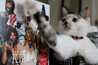 にこにゃんCafe　猫パンチ