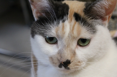 にこにゃんカフェ にゃー子心配顔