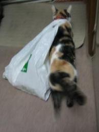 せっせっ