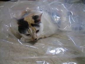 2006ﾆｬ-子08月 102.jpg