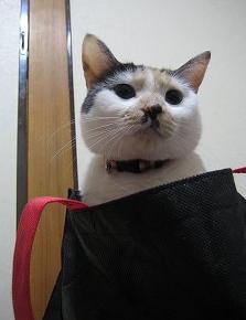 2005 ﾆｬｰ子12 184.jpg